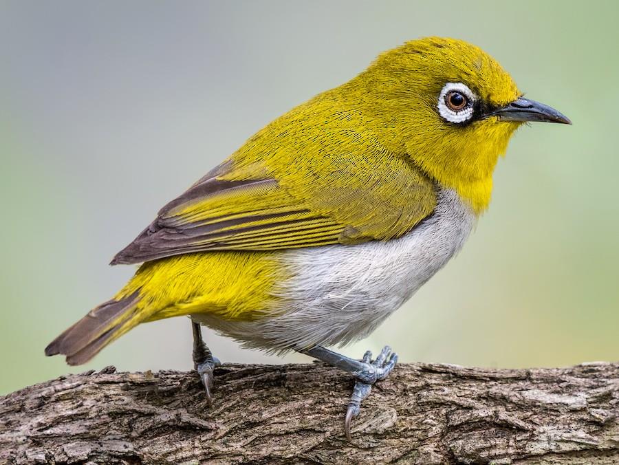 indian white eye